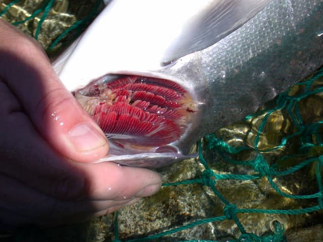 Gill rot (Branchiomyces)
