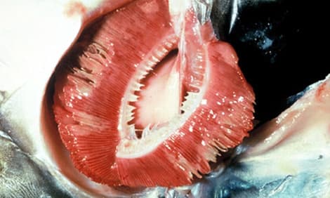 Gill rot (Branchiomyces)