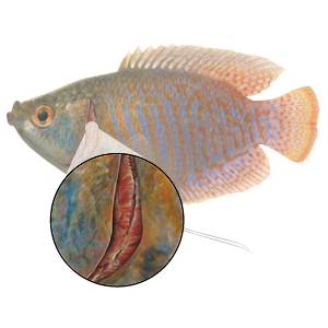 Flukes, trematodes, acanthocephales