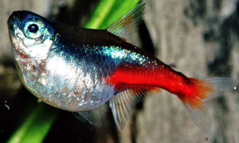 Abdominal dropsy