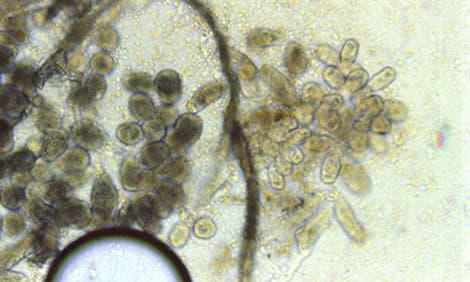 Boala de catifea (Oodinium)