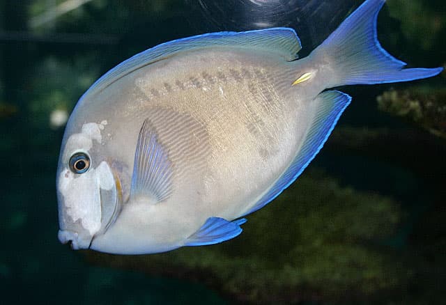Fish showing lateral line erosion
